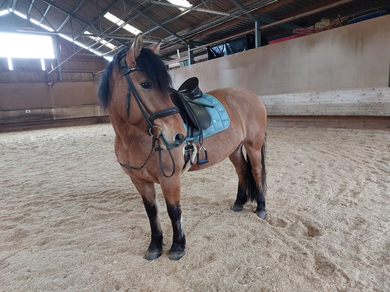 Schweres Warmblut Stute 7 Jahre 149 cm Falbe in Kaisersbach