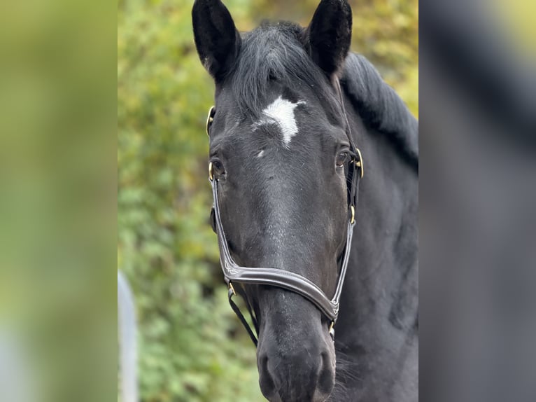 Schweres Warmblut Stute 7 Jahre 160 cm Rappe in Mainbernheim