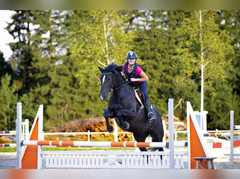 Schweres Warmblut Stute 7 Jahre 162 cm Dunkelbrauner in Griesstätt