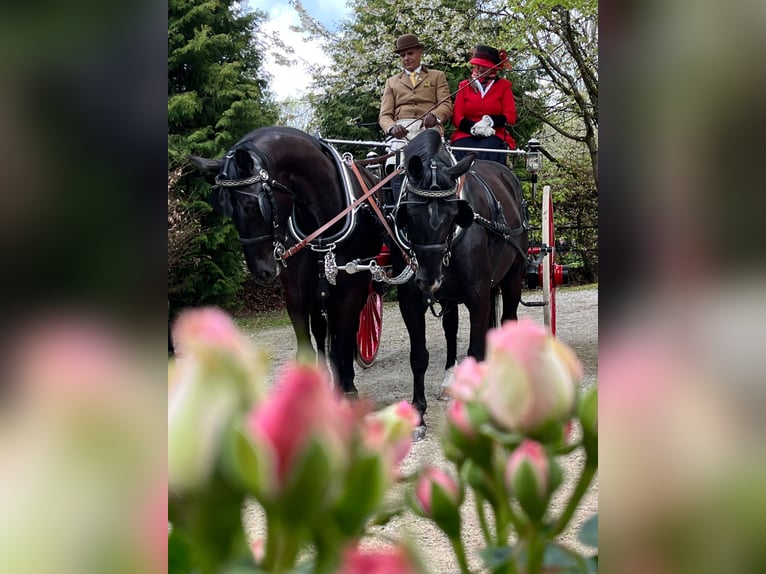 Schweres Warmblut Stute 7 Jahre 163 cm Rappe in Winzer