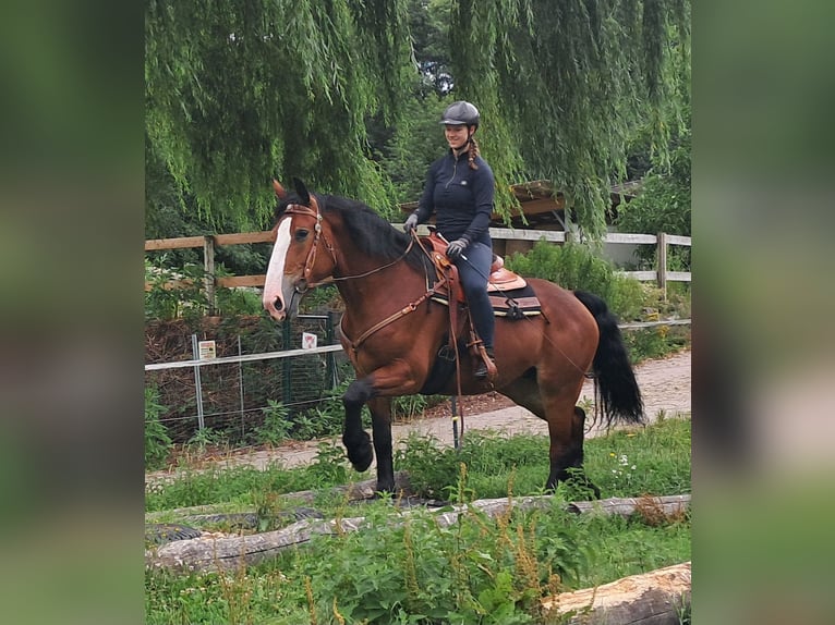 Schweres Warmblut Stute 7 Jahre 164 cm Brauner in Bayerbach