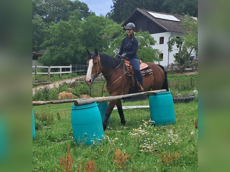 Schweres Warmblut Stute 7 Jahre 164 cm Brauner in Bayerbach