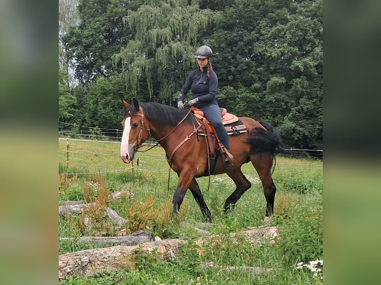 Schweres Warmblut Stute 7 Jahre 164 cm Brauner in Bayerbach
