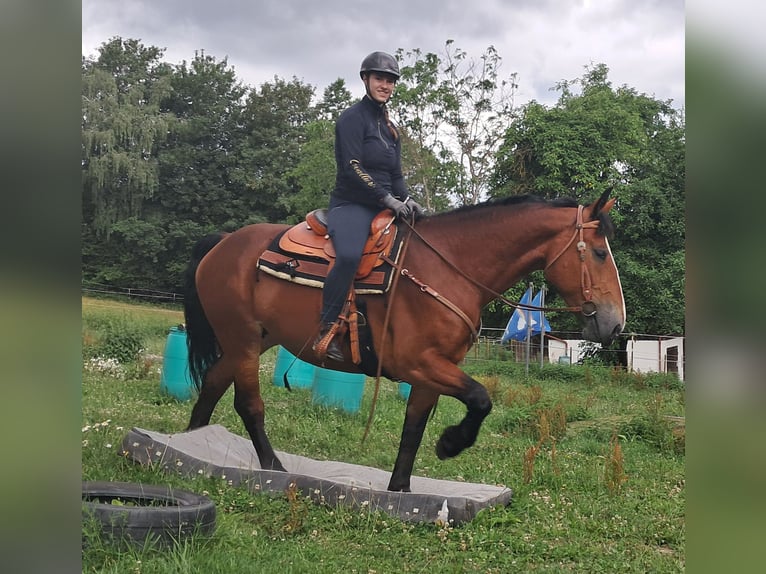 Schweres Warmblut Stute 7 Jahre 164 cm Brauner in Bayerbach