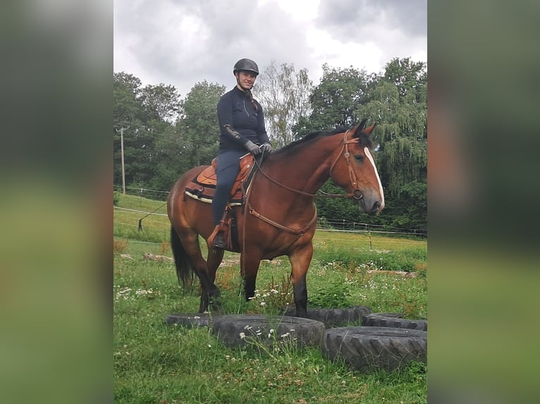 Schweres Warmblut Stute 7 Jahre 164 cm Brauner in Bayerbach