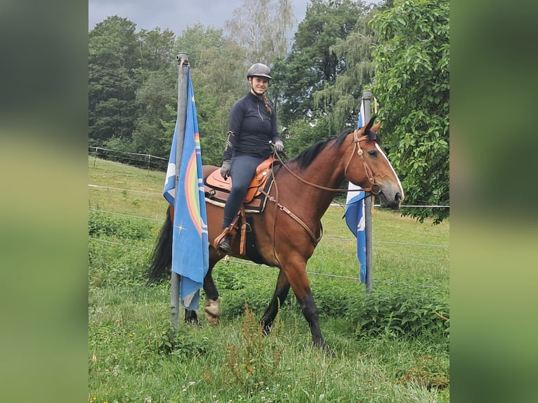 Schweres Warmblut Stute 7 Jahre 164 cm Brauner in Bayerbach