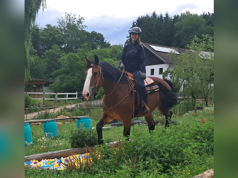 Schweres Warmblut Stute 7 Jahre 164 cm Brauner in Bayerbach