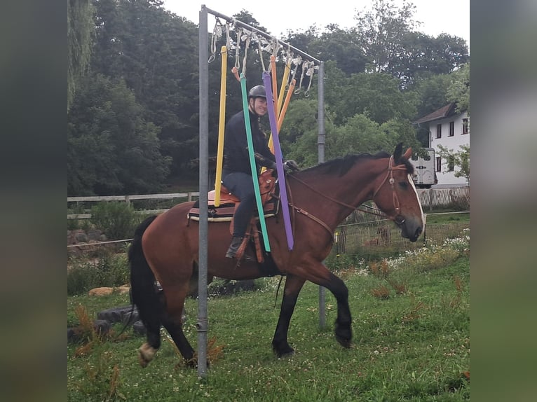 Schweres Warmblut Stute 7 Jahre 164 cm Brauner in Bayerbach