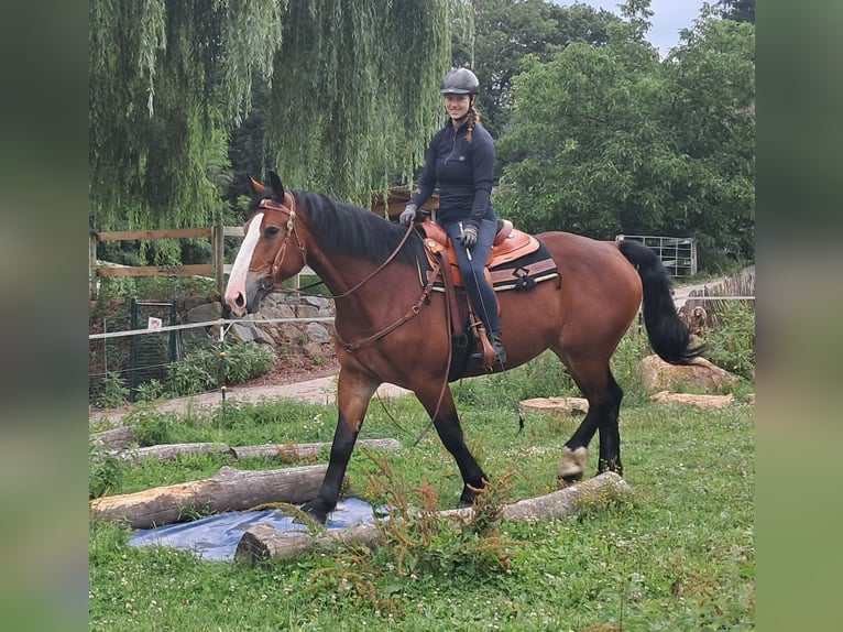 Schweres Warmblut Stute 7 Jahre 164 cm Brauner in Bayerbach