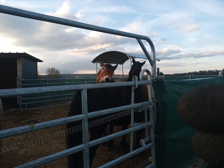 Schweres Warmblut Stute 7 Jahre 165 cm Schwarzbrauner in Pößneck