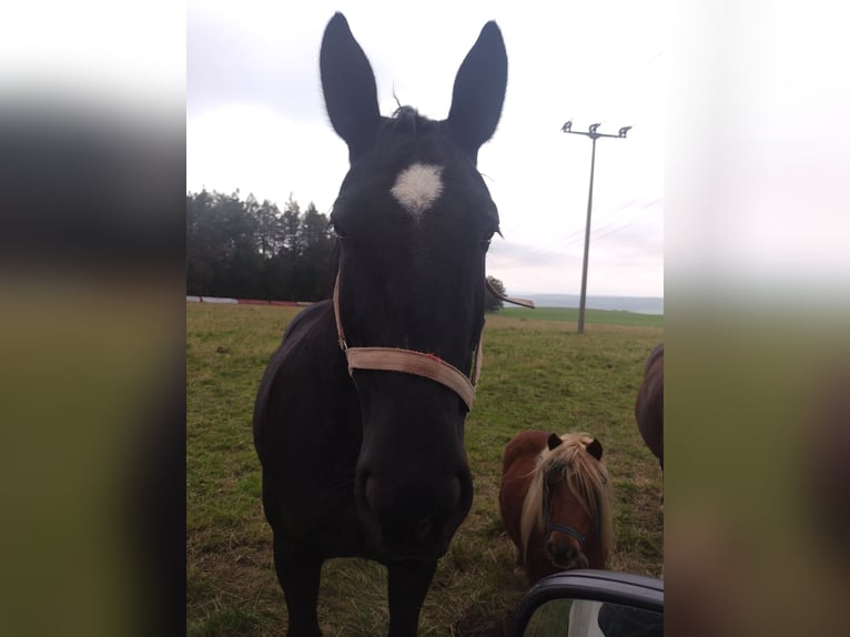 Schweres Warmblut Stute 7 Jahre 165 cm Schwarzbrauner in Pößneck