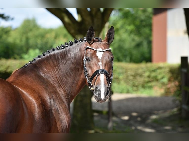 Schweres Warmblut Stute 7 Jahre 167 cm Brauner in Visbek