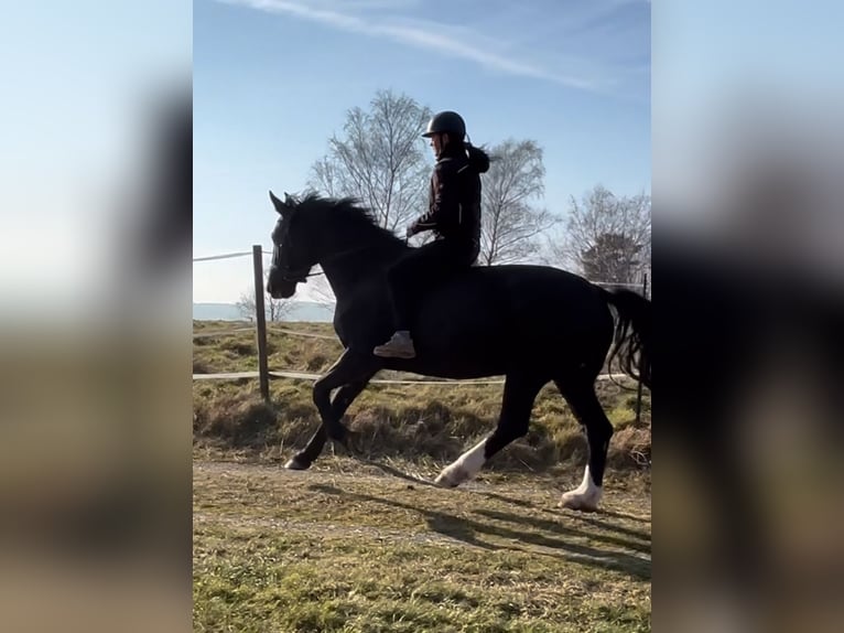 Schweres Warmblut Stute 7 Jahre 168 cm Rappe in Goldkronach