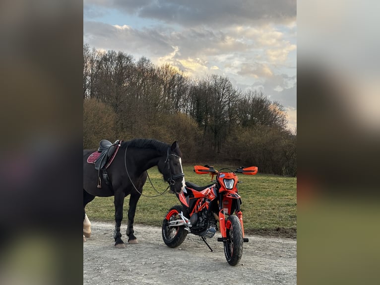 Schweres Warmblut Stute 7 Jahre 168 cm Rappe in Goldkronach