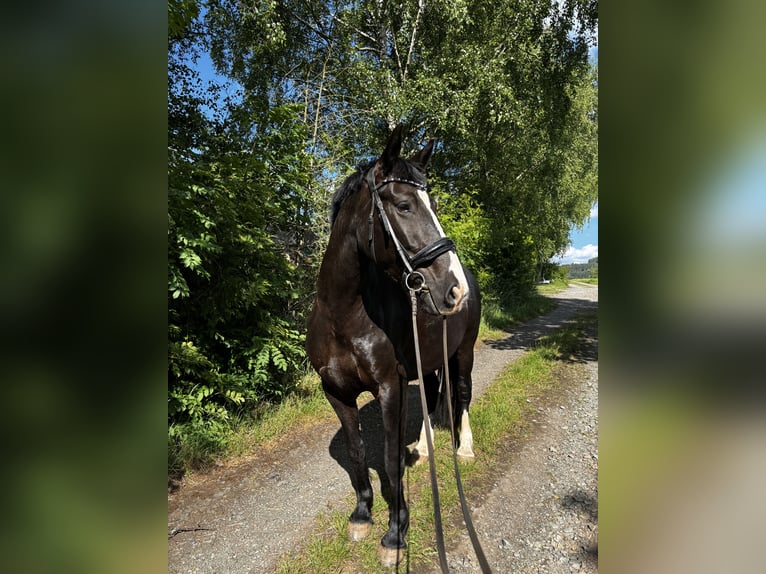 Schweres Warmblut Stute 7 Jahre 168 cm Rappe in Goldkronach