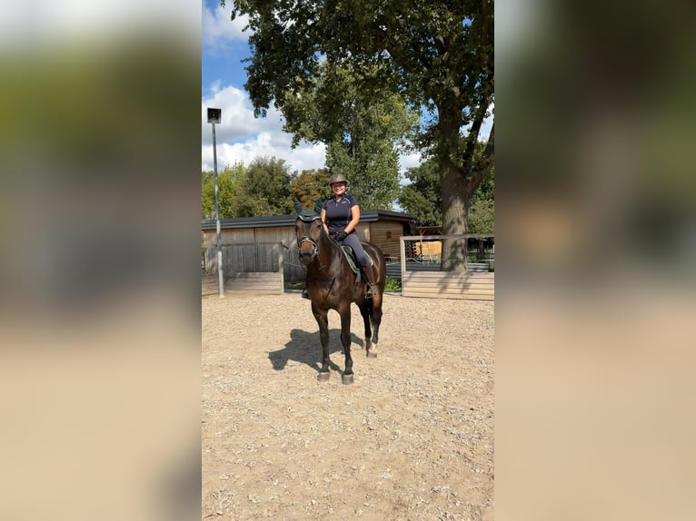 Schweres Warmblut Stute 7 Jahre 170 cm Schwarzbrauner in Leuna