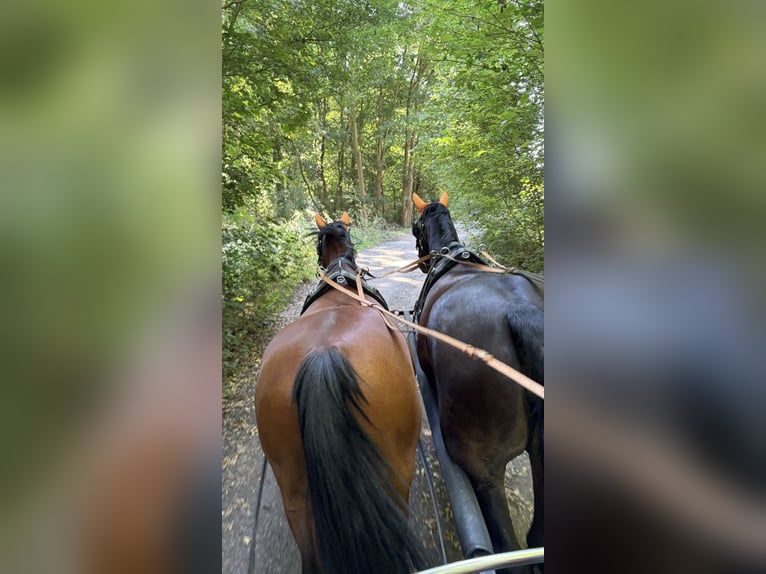 Schweres Warmblut Stute 7 Jahre 170 cm Schwarzbrauner in Leuna