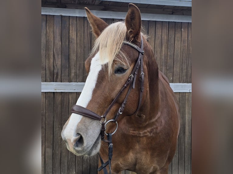 Schweres Warmblut Stute 8 Jahre 156 cm in Mülheim an der Ruhr