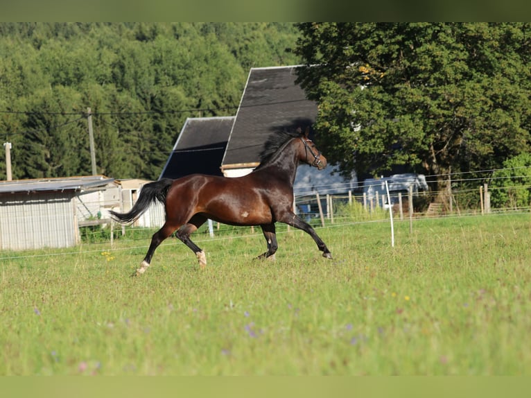 Schweres Warmblut Stute 8 Jahre 157 cm Brauner in Marienberg