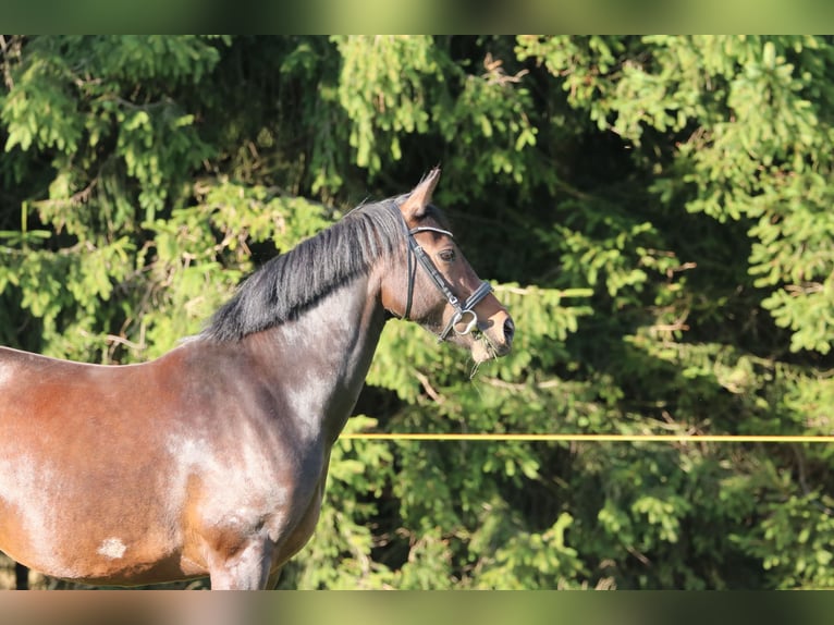Schweres Warmblut Stute 8 Jahre 157 cm in Marienberg