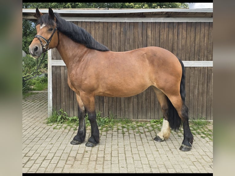 Schweres Warmblut Stute 8 Jahre 158 cm Brauner in M&#xFC;lheim an der Ruhr