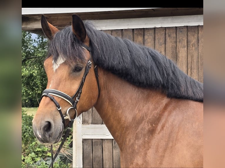 Schweres Warmblut Stute 8 Jahre 158 cm Brauner in M&#xFC;lheim an der Ruhr