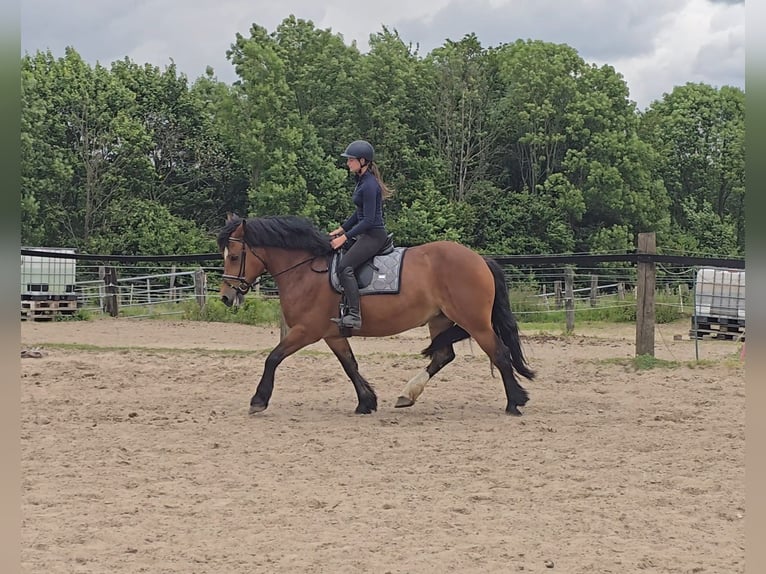 Schweres Warmblut Stute 8 Jahre 158 cm Brauner in M&#xFC;lheim an der Ruhr