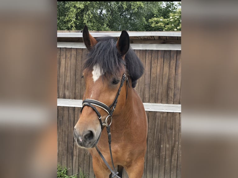 Schweres Warmblut Stute 8 Jahre 158 cm Brauner in M&#xFC;lheim an der Ruhr