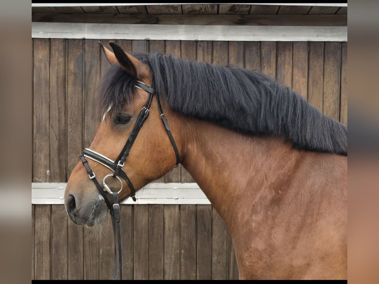 Schweres Warmblut Stute 8 Jahre 158 cm Brauner in M&#xFC;lheim an der Ruhr