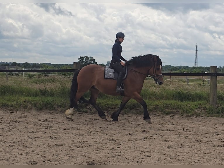 Schweres Warmblut Stute 8 Jahre 158 cm Brauner in M&#xFC;lheim an der Ruhr