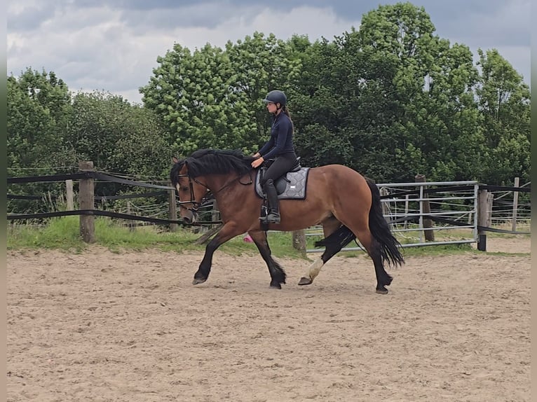 Schweres Warmblut Stute 8 Jahre 158 cm Brauner in M&#xFC;lheim an der Ruhr