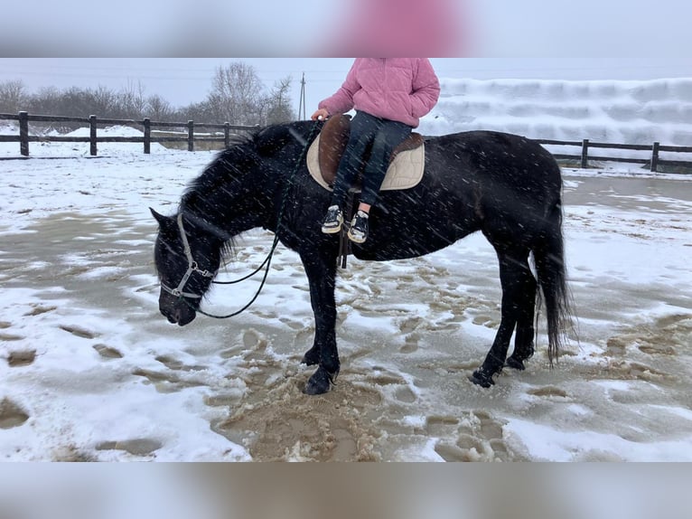 Schweres Warmblut Stute 8 Jahre 160 cm Rappe in Bad Camberg