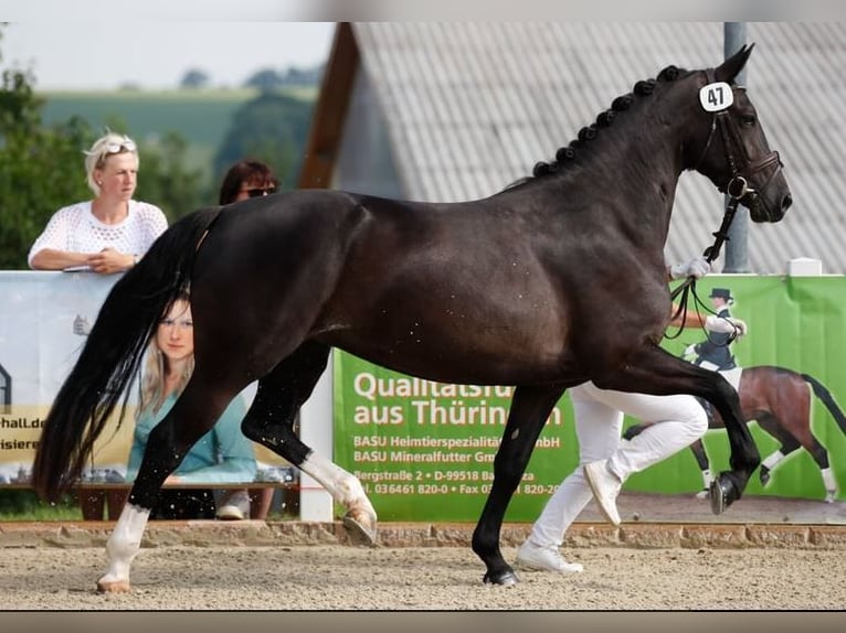 Schweres Warmblut Stute 8 Jahre 162 cm Rappe in Badbergen