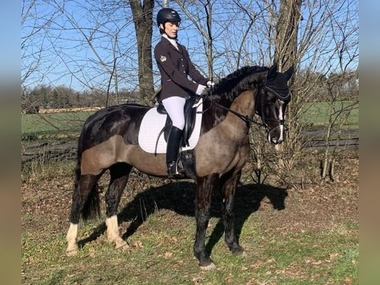 Schweres Warmblut Stute 8 Jahre 162 cm Rappe in Badbergen