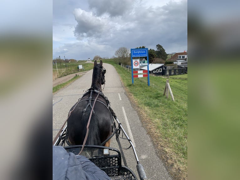 Schweres Warmblut Stute 8 Jahre 162 cm Rappe in Langwedel