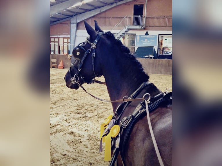 Schweres Warmblut Stute 8 Jahre 162 cm Rappe in Langwedel