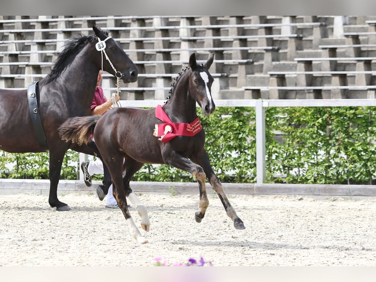 Schweres Warmblut Stute 8 Jahre 162 cm Rappe in Langwedel