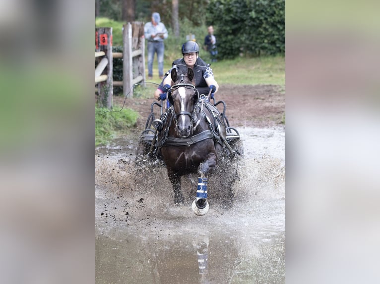 Schweres Warmblut Stute 8 Jahre 162 cm Rappe in Langwedel