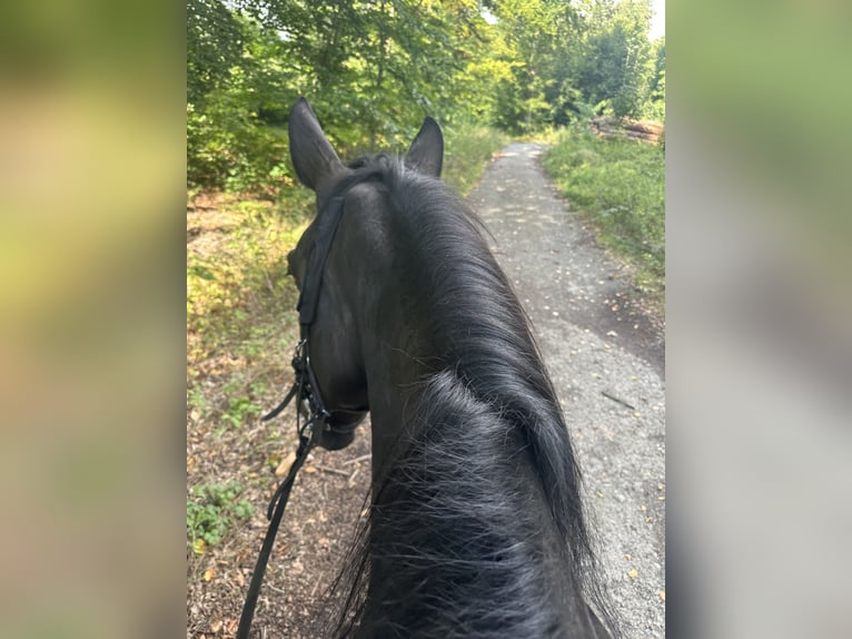 Schweres Warmblut Stute 8 Jahre 163 cm Rappe in Issum