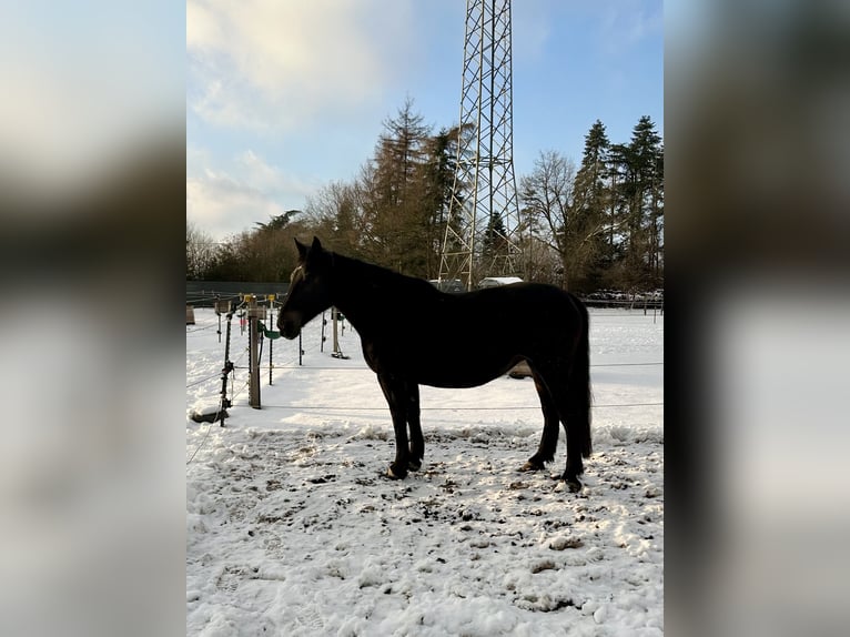 Schweres Warmblut Stute 8 Jahre 163 cm Rappe in Issum
