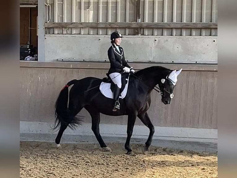 Schweres Warmblut Stute 8 Jahre 165 cm Rappe in Zeil am Main