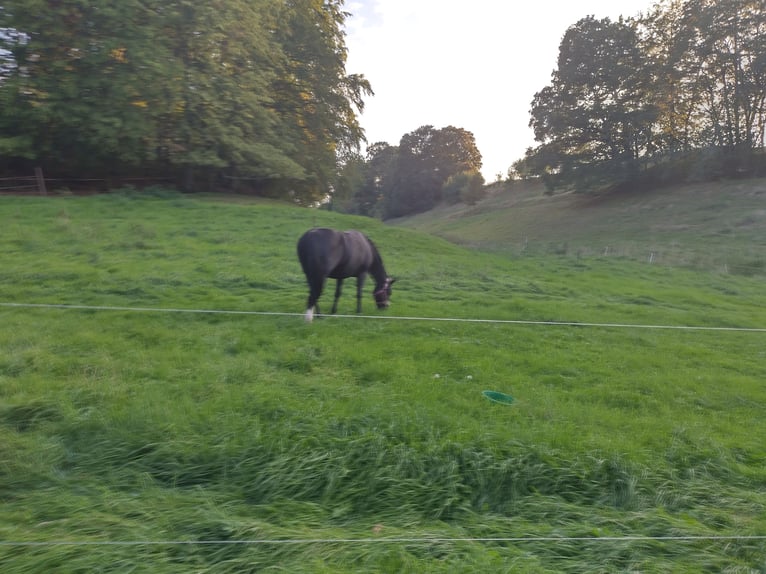 Schweres Warmblut Stute 8 Jahre 165 cm Schwarzbrauner in Oberoppurg