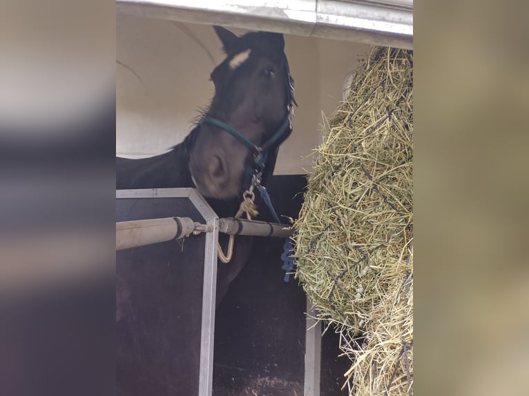 Schweres Warmblut Stute 8 Jahre 165 cm Schwarzbrauner in Oberoppurg