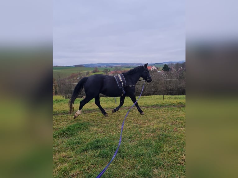 Schweres Warmblut Stute 8 Jahre 165 cm Schwarzbrauner in Oberoppurg