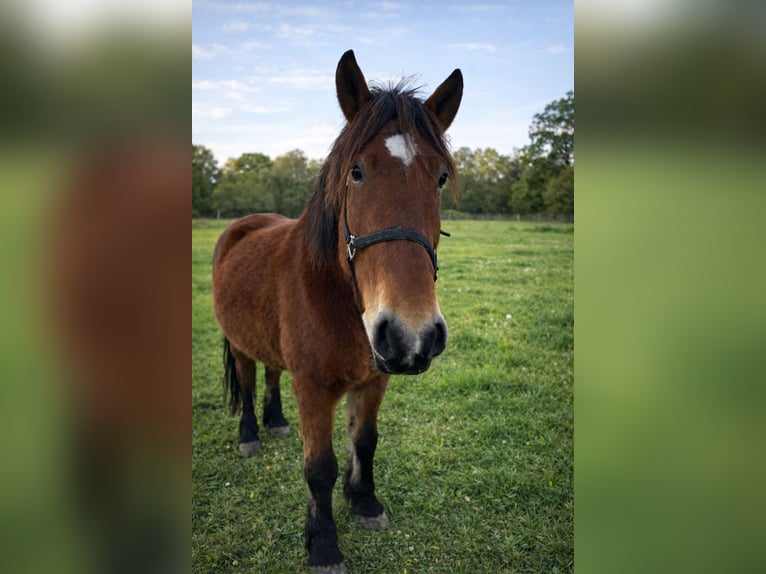 Schweres Warmblut Stute 8 Jahre 167 cm Brauner in Neustadt an der Orla