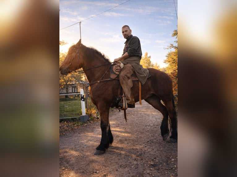 Schweres Warmblut Stute 8 Jahre 167 cm Brauner in Neustadt an der Orla