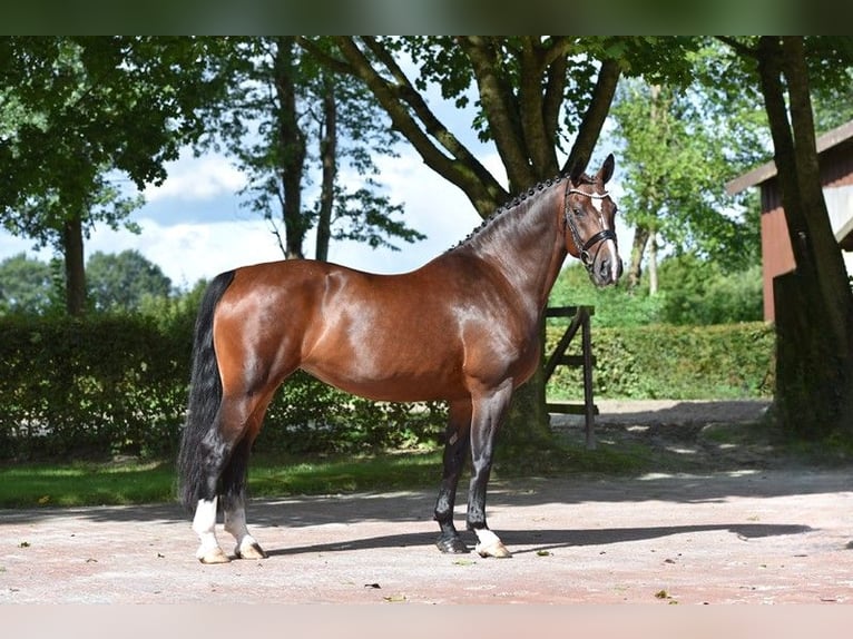 Schweres Warmblut Stute 8 Jahre 167 cm Brauner in Visbek