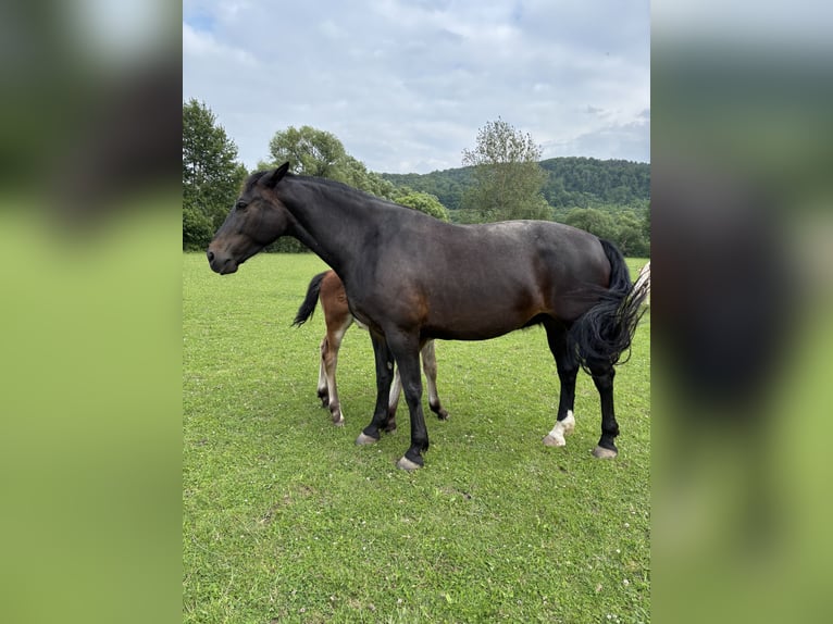 Schweres Warmblut Stute 8 Jahre 167 cm Dunkelbrauner in Vacha Schweres Warmblut Stute 8 Jahre 167 cm Dunkelbrauner in Vacha