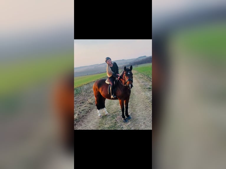 Schweres Warmblut Stute 8 Jahre 167 cm  in Arnstein
