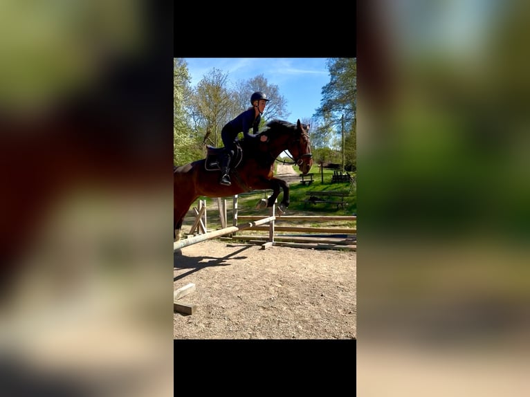 Schweres Warmblut Stute 8 Jahre 167 cm  in Arnstein